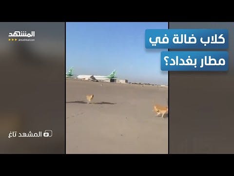 اعرف الحقيقة| كلاب ضالة في مدرج مطار بو مدين بالجزائر